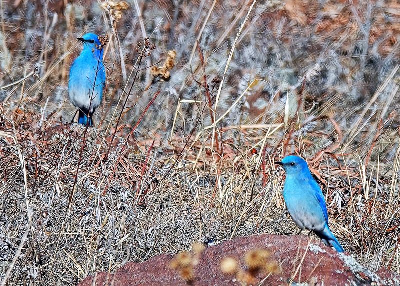 Mountain Bluebirds