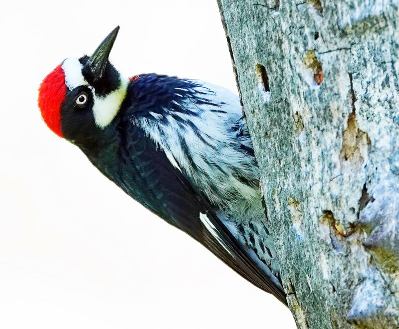 Colorful Birds