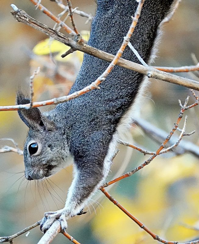 Miscellaneous Wildlife