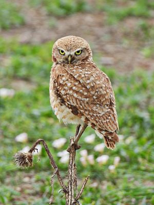 Owls