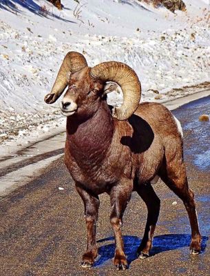Rocky Mountain Bighorn Sheep