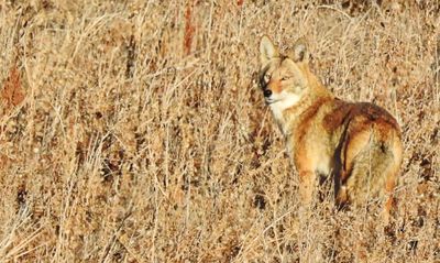 Coyotes