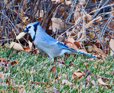 A blue jay with peanut