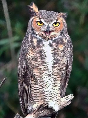 Great Horned Owl