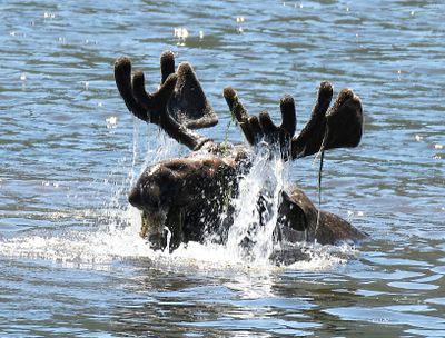 Bathing Moose
