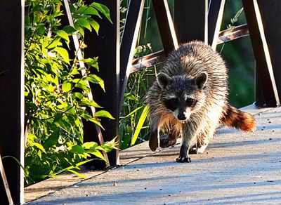 Miscellaneous Wildlife
