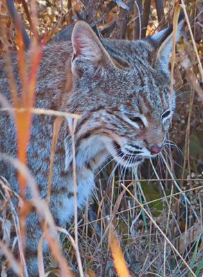 Bobcat, 3rd view