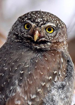 Northern Pygmy Owl