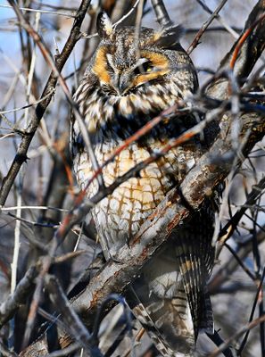Long-eared Owl