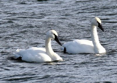 Trumpeter Swans