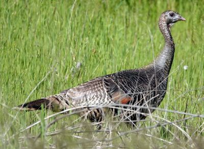 Wild Turkey