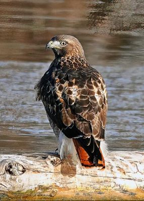 Red-tailed Hawk