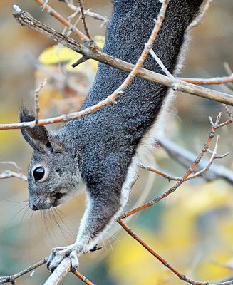 Abert�s Squirrel