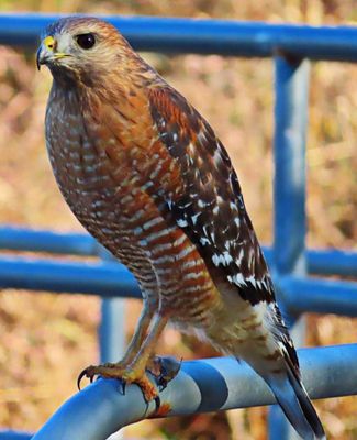 Red-shouldered Hawk
