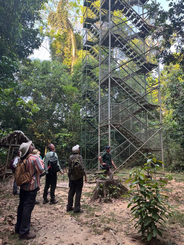 Amazonas Lodge Canopy Tower