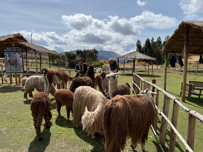 Lama & alpaca farm