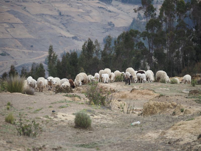 Sheep being herded at high elevation - Andean Mtns