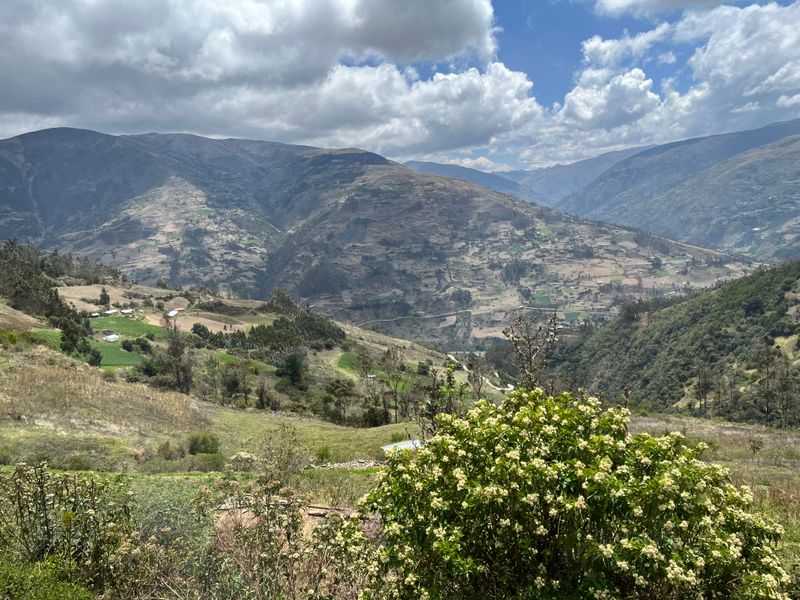 Andean Mtns treeline