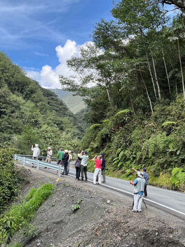 Birding the Manu road
