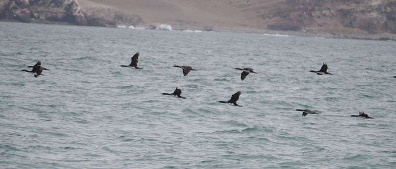 Guanay Cormorant