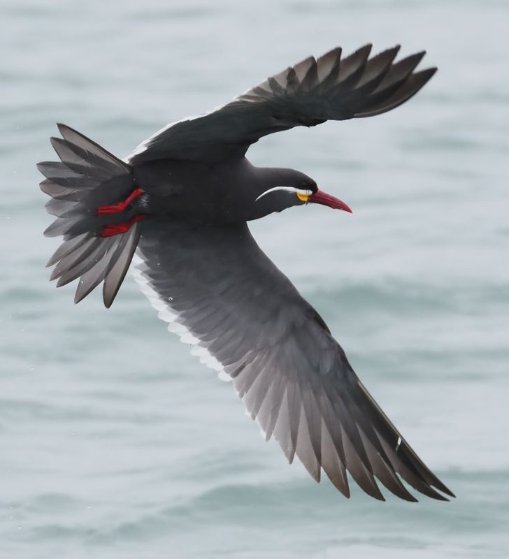 Inca Tern