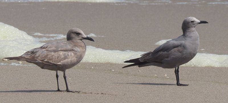 Gray Gull
