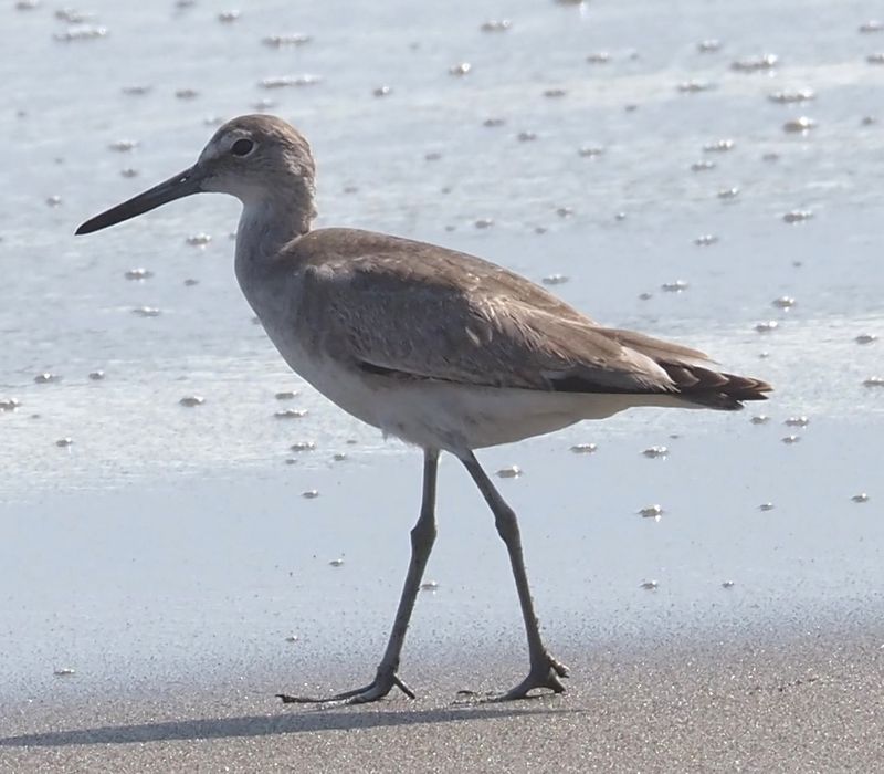 Willet
