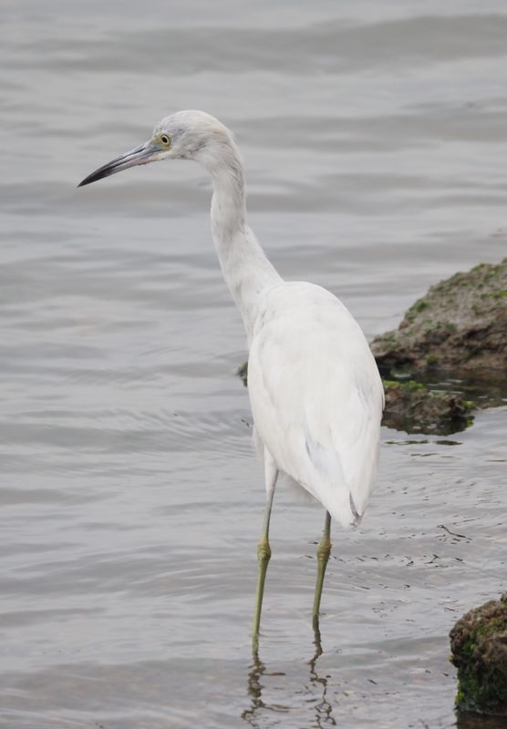 Little Blue Heron - coastal shores