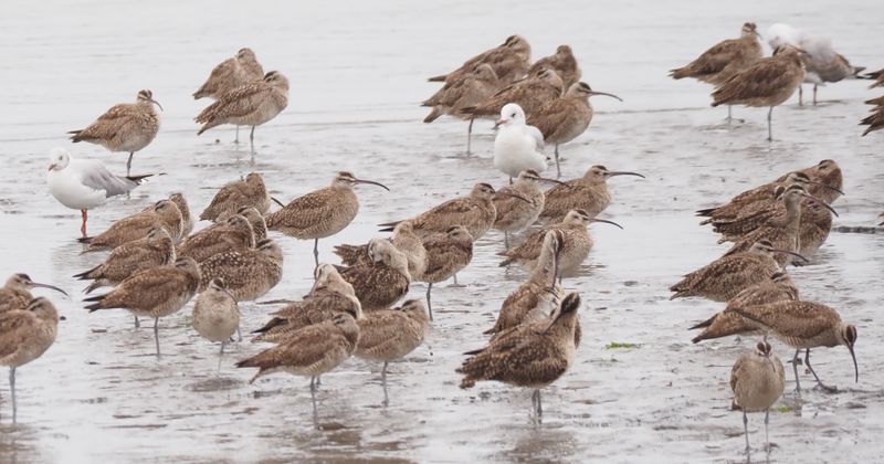 Whimbrel, Gray-headed Gull - coastal shores