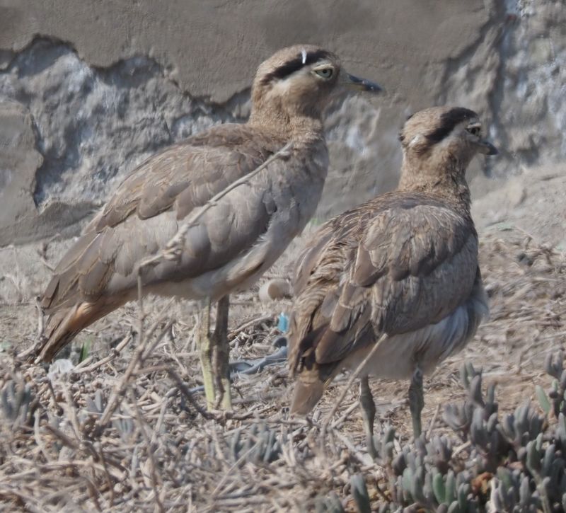 Peruvian Thick-knee - Pacific Ocean shoreline