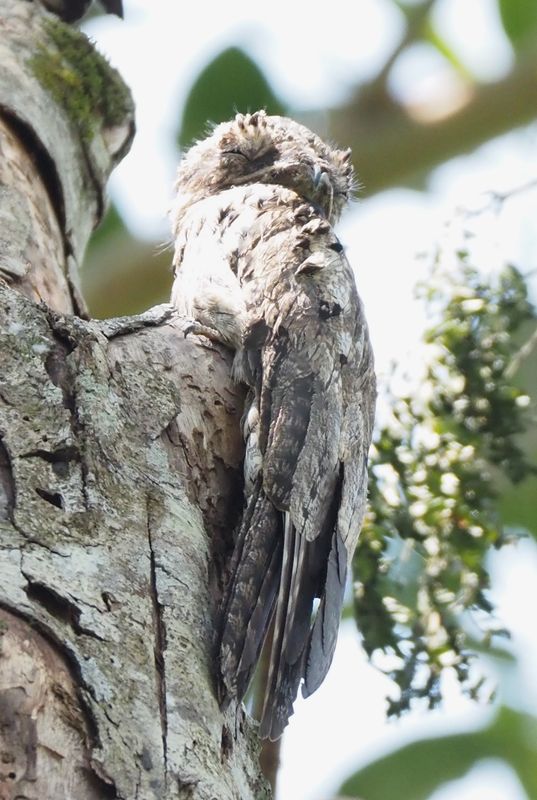 Common Potoo - rainforest