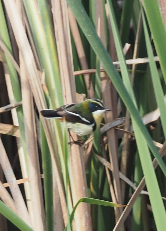 Many-colored Rush Tyrant - coastal marsh