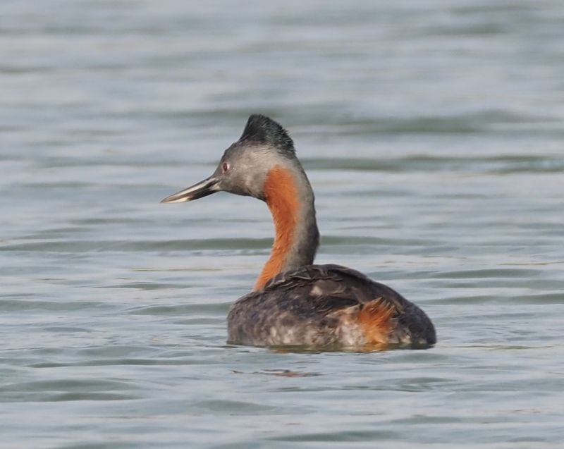 Great Grebe - coastal marsh