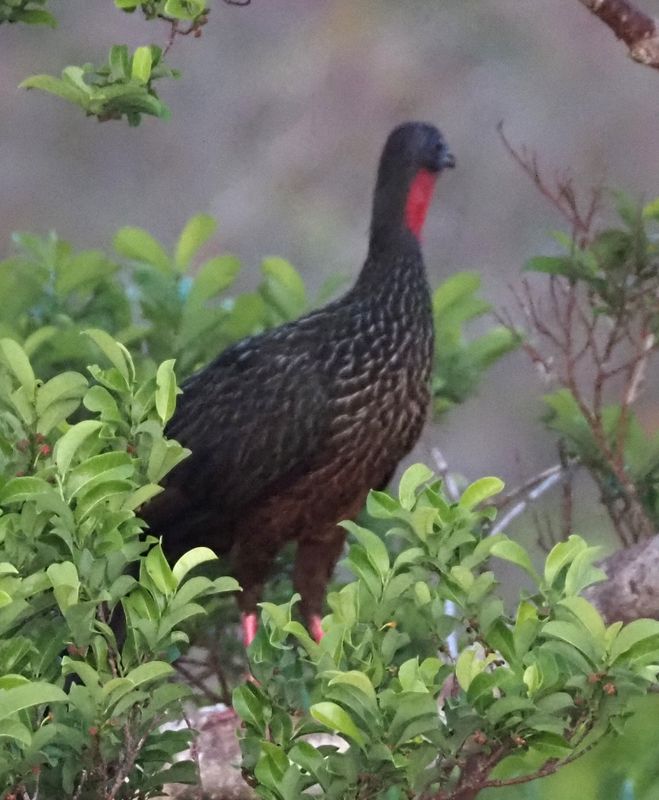 Spix's Guan - rainforest
