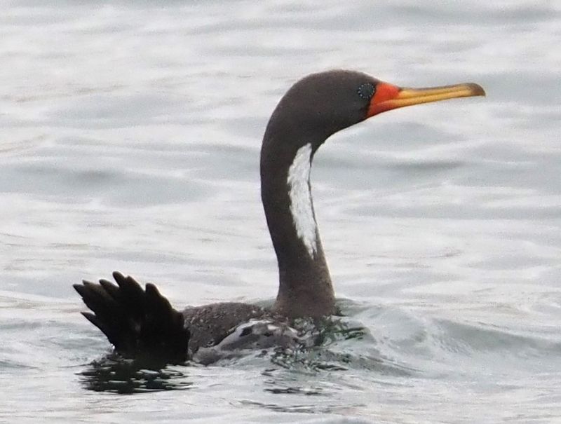 Red-legged Cormorant