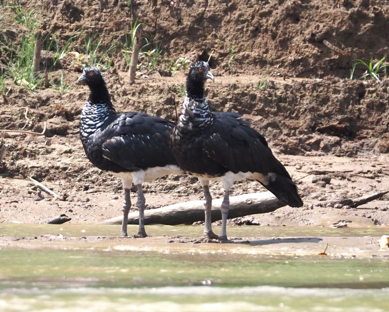 Horned Screamer - rainforest