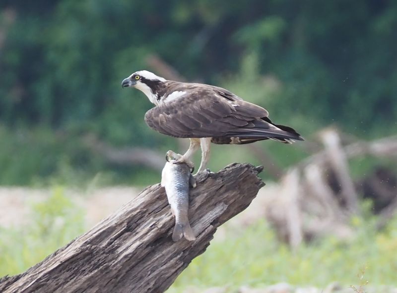 Osprey - rainforest