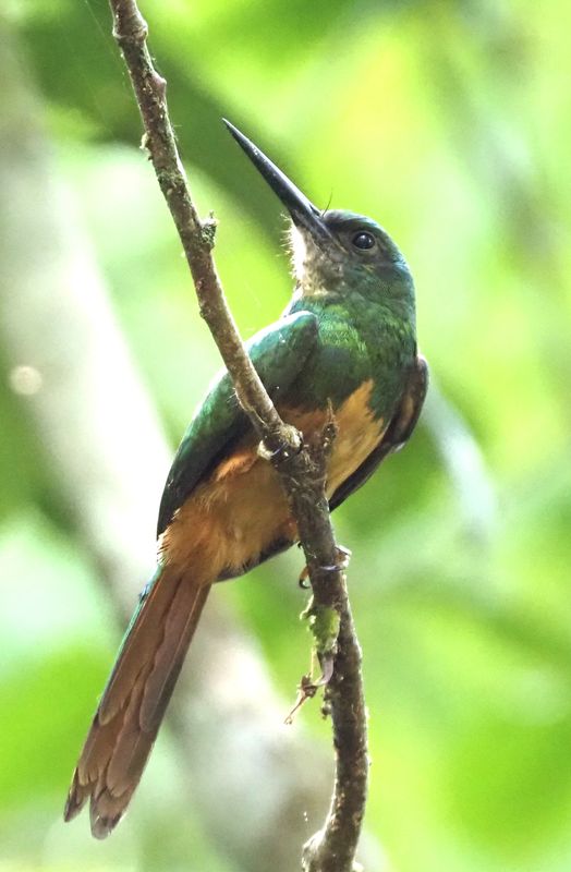 Bluish-fronted Jacamar female - rainforest