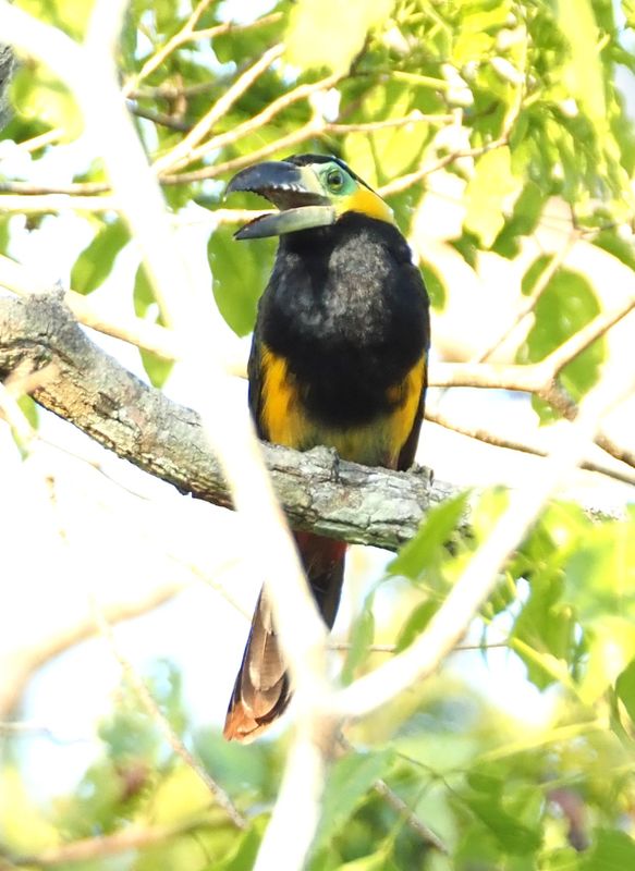 Golden-collared Toucanet - rainforest