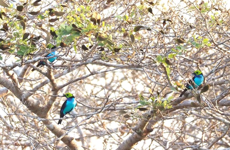 Paradise Tanager - rainforest