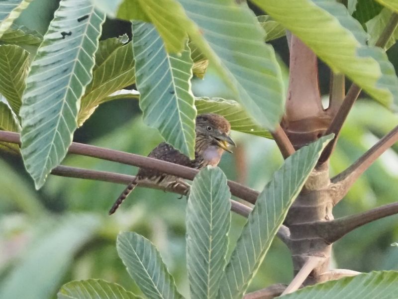Western Striated Puffbird - rainforest