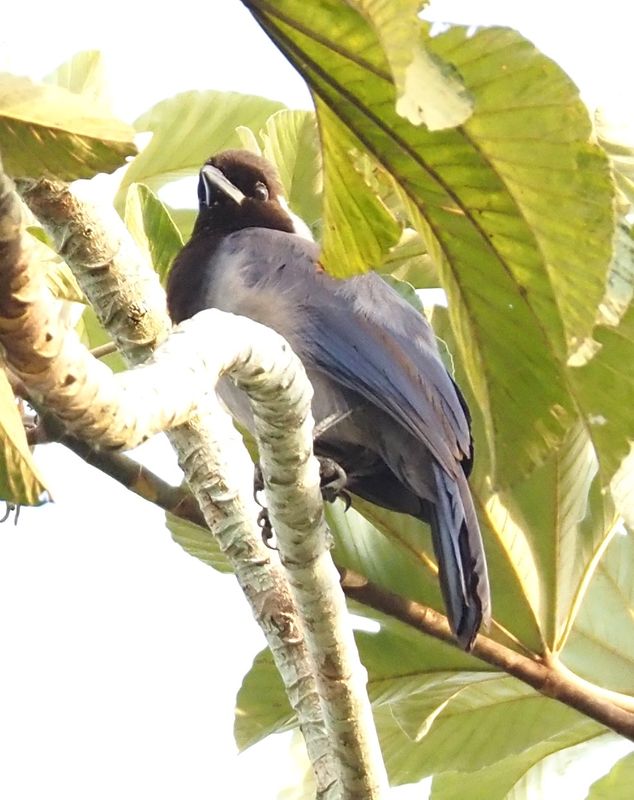 Violacous Jay - rainforest