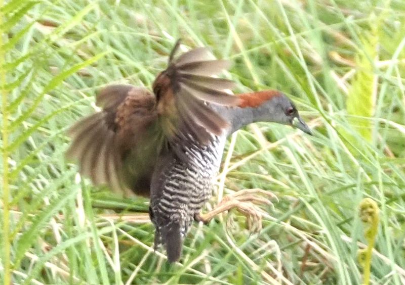 Gray-breasted Crake - oxbow lake rainforest