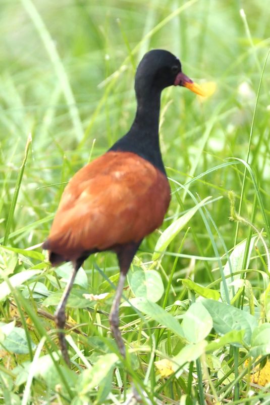 Wattled Jacana - oxbow lake rainforest