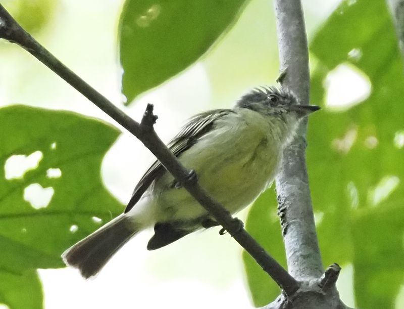 Gray-crowned Flycatcher - oxbow lake rainforest