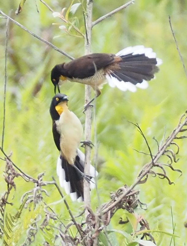 Black-capped Donacobius - oxbow lake rainforest