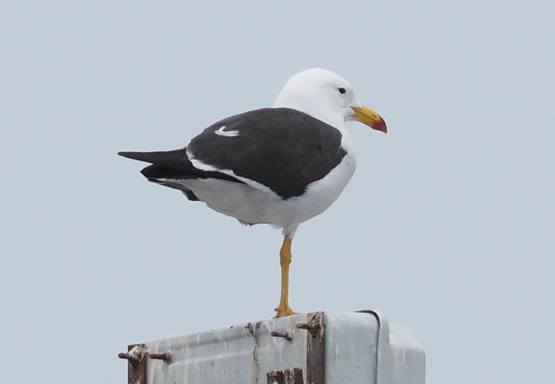 Belcher's Gull