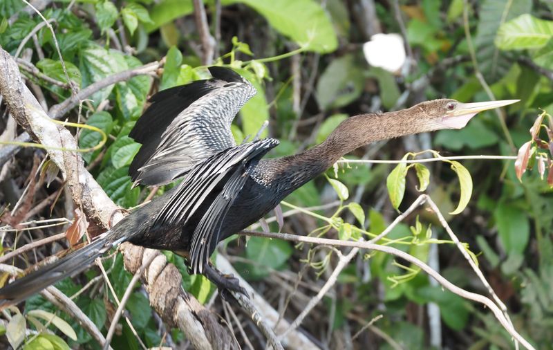 Anhinga - oxbow lake rainforest
