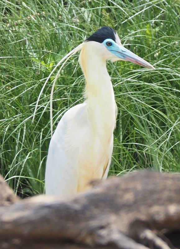 Capped Heron - rainforest