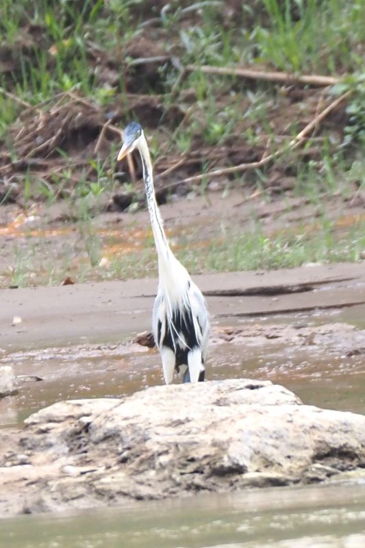 Cocoi Heron - rainforest